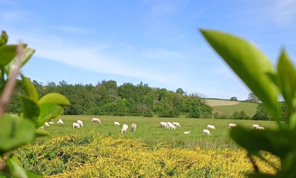 Ameugny Apartment | Gîte des Palmiers, à Ameugny - Taizé