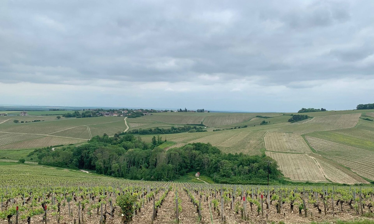 Courgis House | In the heart of the Chablis vineyards