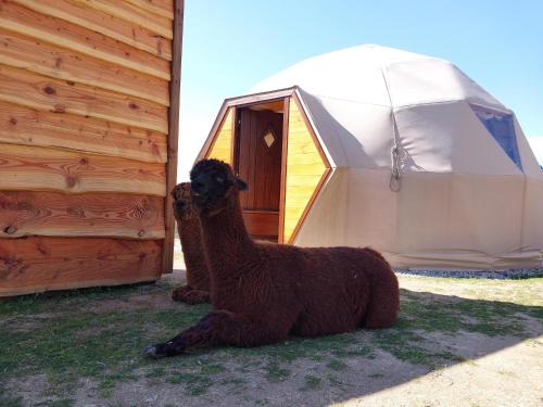 Saint-Julien-Labrousse Other | Mush's rooms