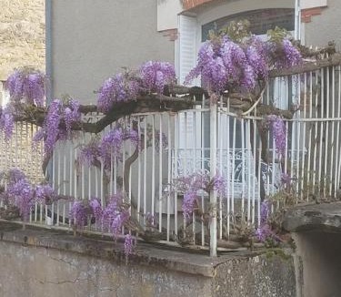 Accolay House | La glycine