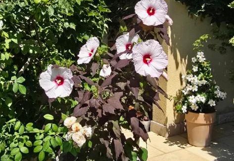 Mazan Bed & Breakfast | Le Jardin d'Helfy