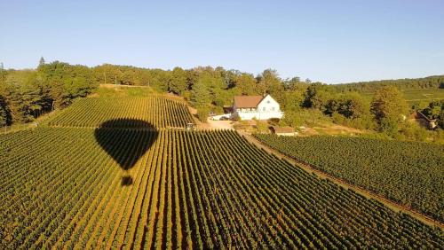Buxy House | Le Mont Laurent