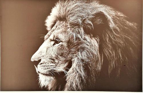 Vesoul Apartment | Lion - Centre-ville - MA CONCIERGERIE