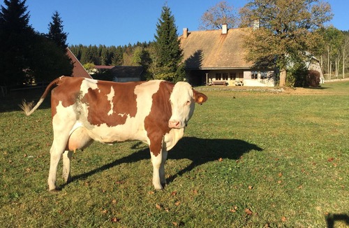 Les Hopitaux-Vieux House | MAGNIFICENT COMTOISE FARM IN AN EXCEPTIONAL PLACE, 4****, 12 PEOPLE