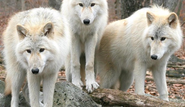 Aux 3 Loups