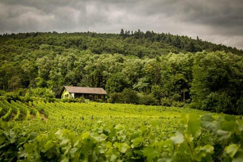 Gîte du WEINBAUM