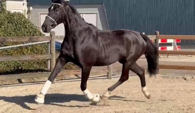 Katho Stable - KWPN Dressage Horse