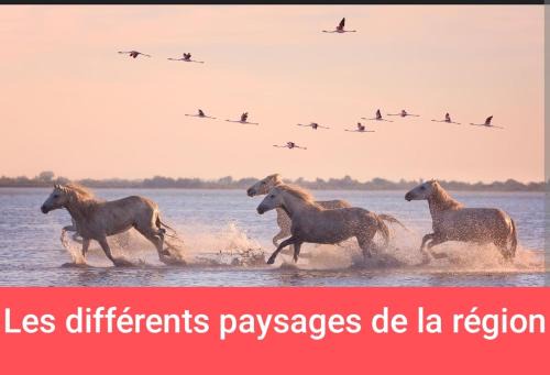 MONTPELLIER van aménagé SANS WC SANITAIRE ET CUISINE, JUSTE POUR DÉPANNER quelques nuits, PRÉVOIR UNE BATTERIE EXTERNE POUR LES TÉLÉPHONES MERCI DE BIEN LIRE LE DESCRIPTIF