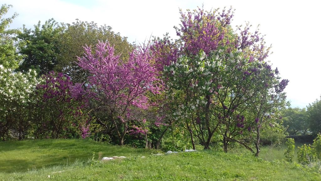 Photo of Outdoor in Copponex