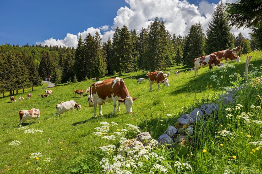 Photo of Outdoor in Bois-d'Amont