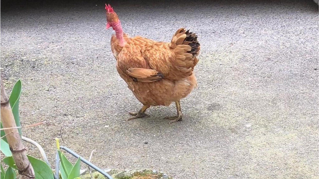Photo of Others in Corre