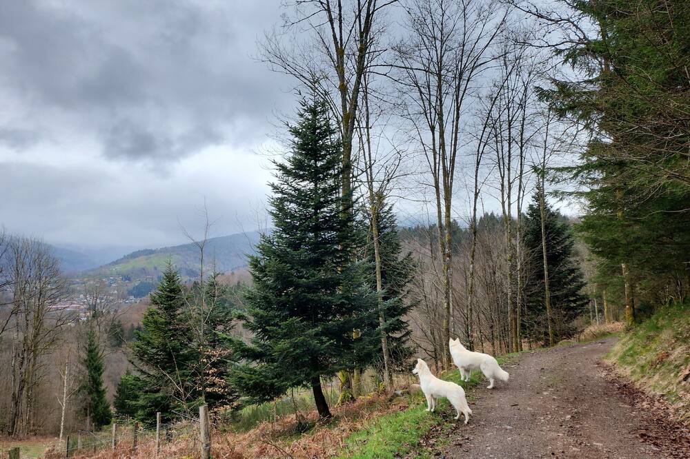 Photo of Outdoor in Fresse-sur-Moselle