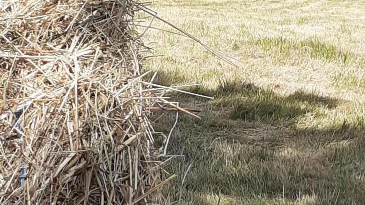 Photo of Others in Monsols