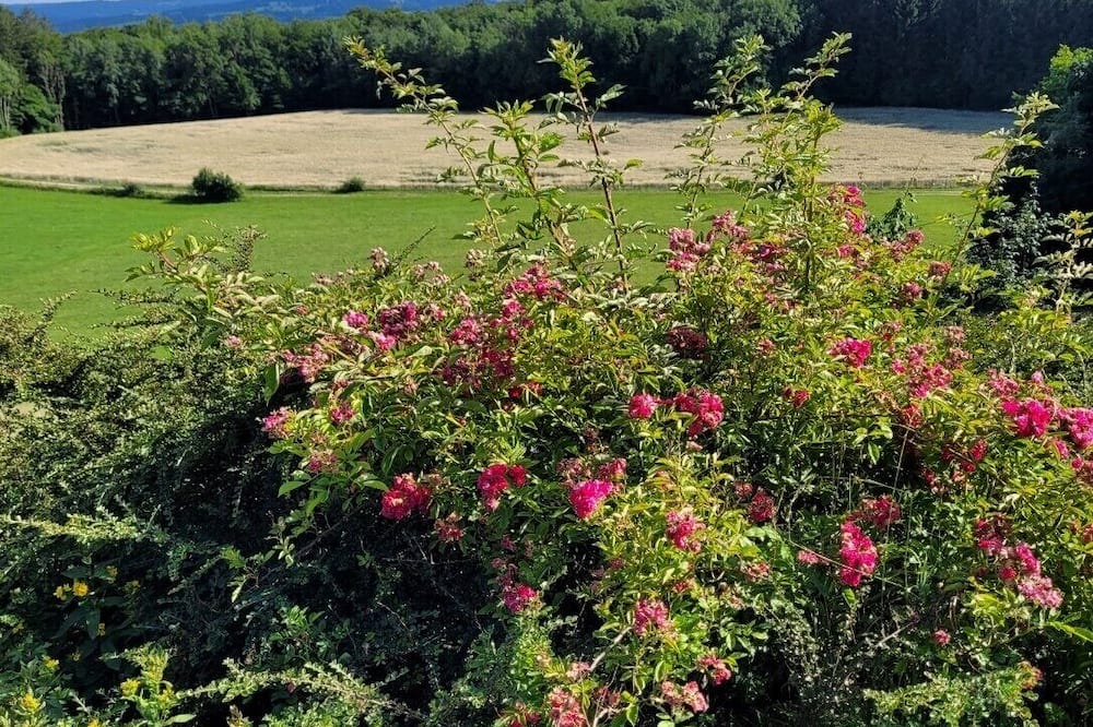 Photo of Outdoor in Chamesol