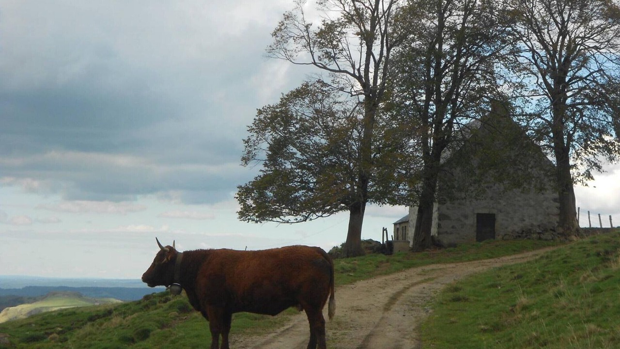 Photo of Others in Riom-es-Montagnes