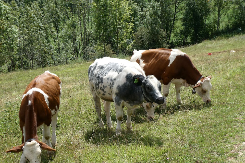 Photo of Outdoor in Foncine-le-Haut