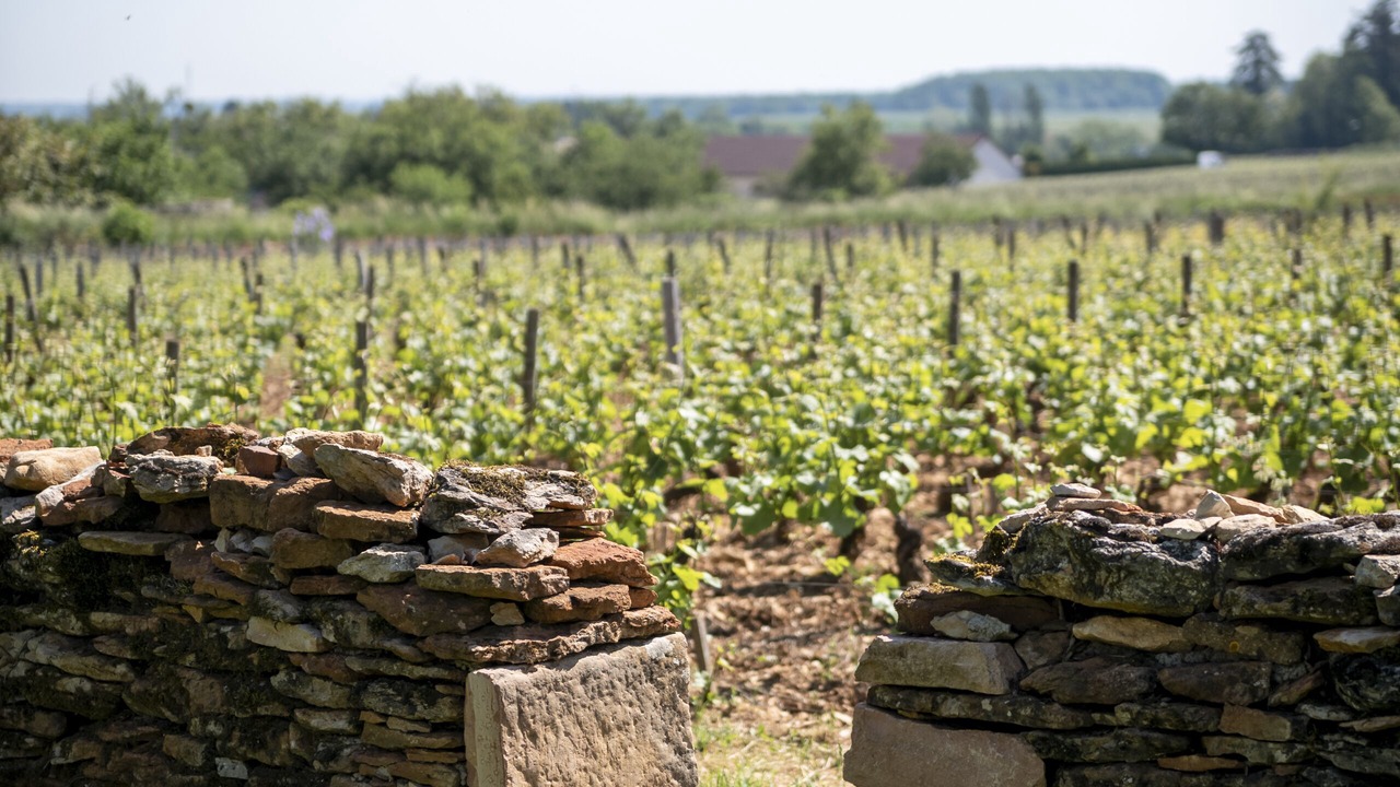 Photo of Outdoor in Mercurey