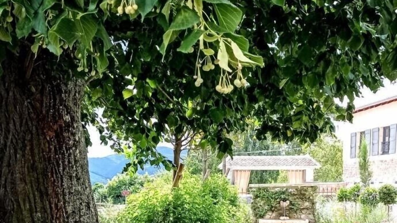 Photo of Outdoor in Regnie-Durette