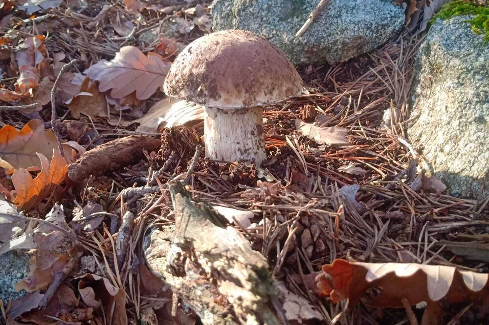 Photo of Outdoor in Lavilledieu