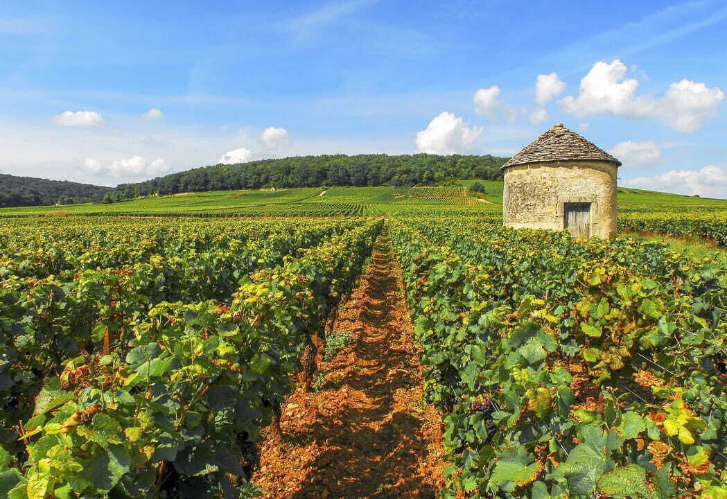Photo of Outdoor in Savigny-les-Beaune