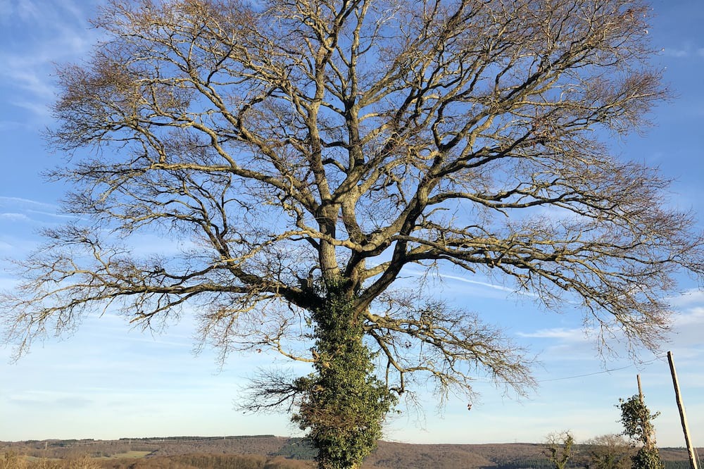 Photo of Outdoor in Saint-Martin-de-Salencey