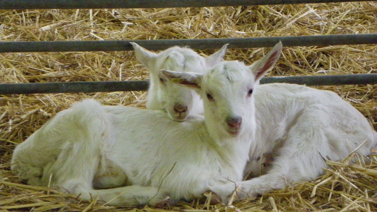 Photo of Others in Castelnau-de-Mandailles