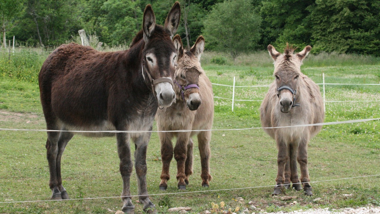 Photo of Others in La Resie-Saint-Martin