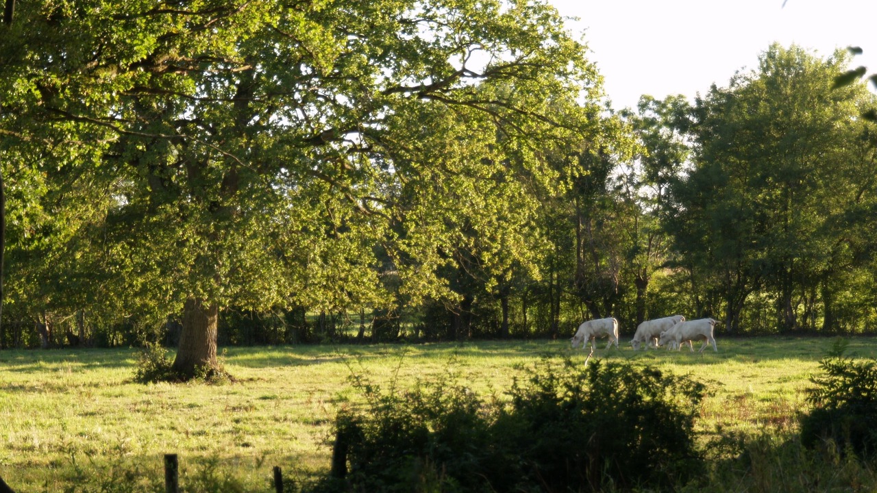 Photo of Outdoor in Lalheue