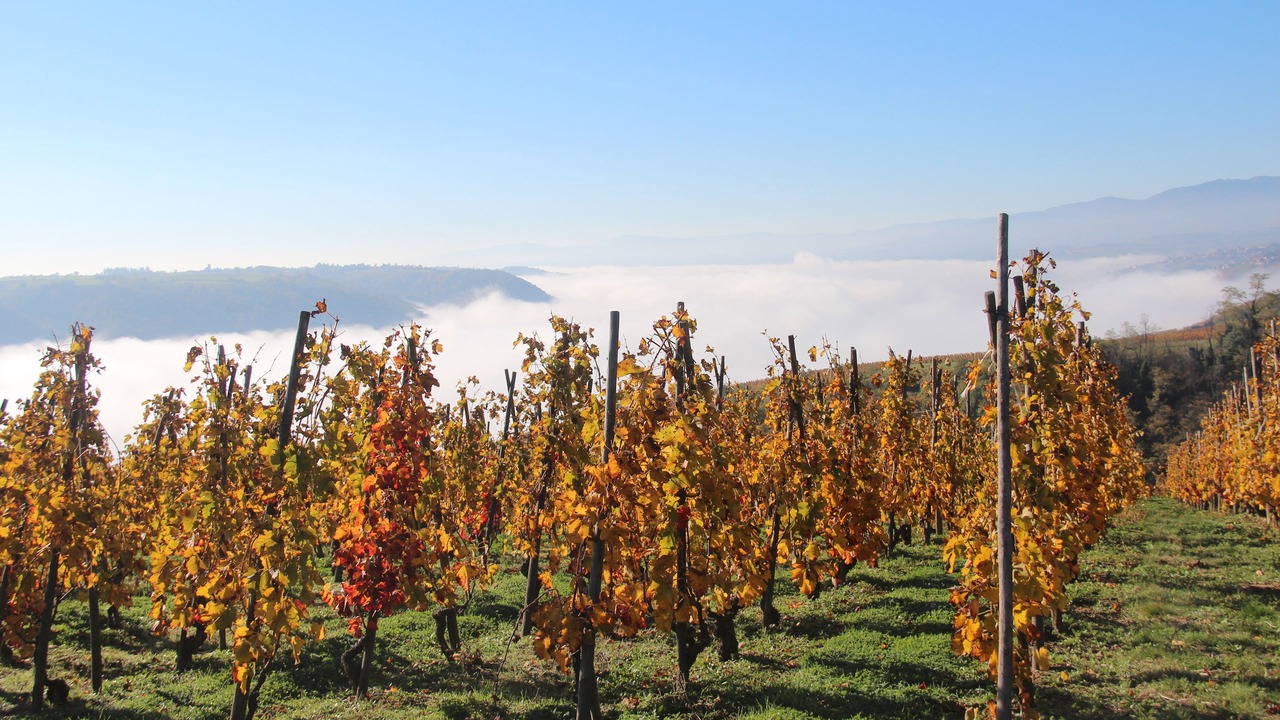 Photo of Outdoor in Ampuis