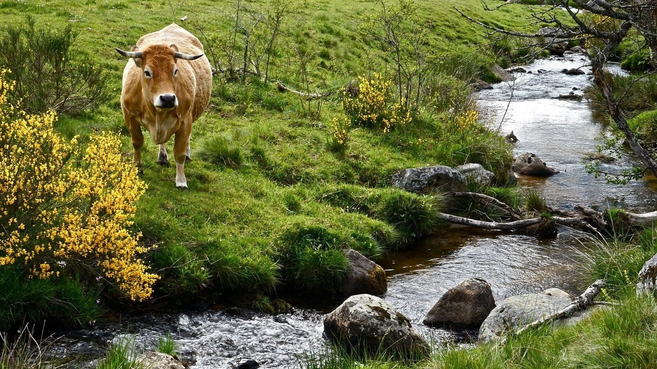 Photo of Outdoor in Saint-Urcize