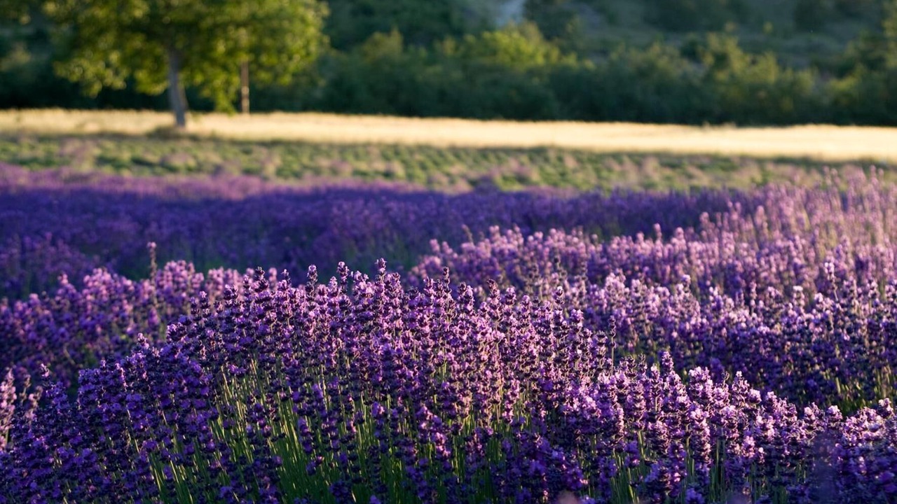 Photo of Outdoor in Pierrelatte