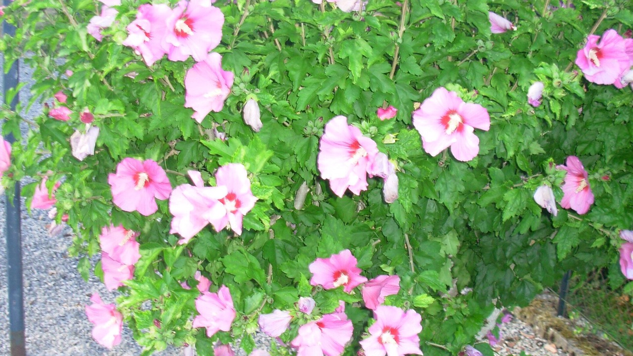 Photo of Outdoor in Flacey-en-Bresse