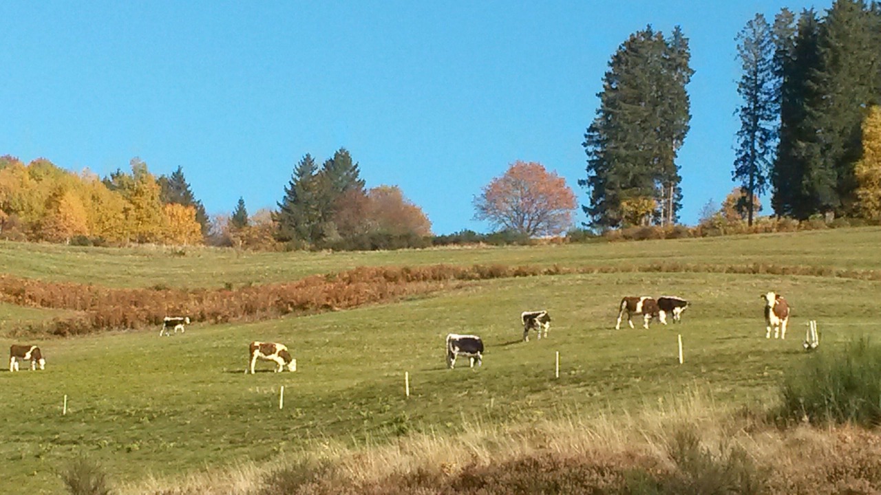 Photo of Others in Fresse-sur-Moselle