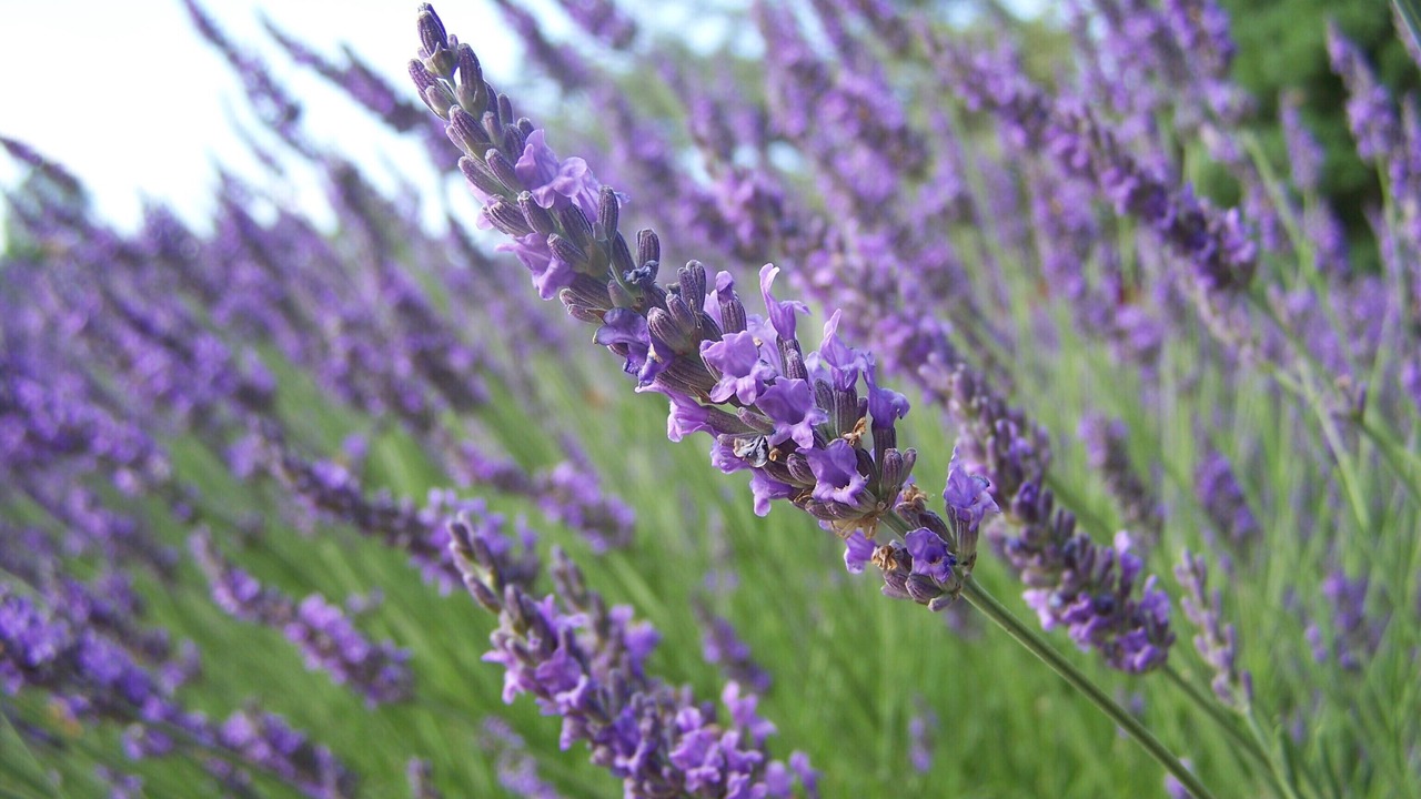 Photo of Outdoor in Charols