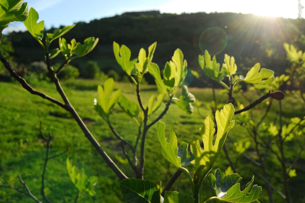Photo of Outdoor in Boffres