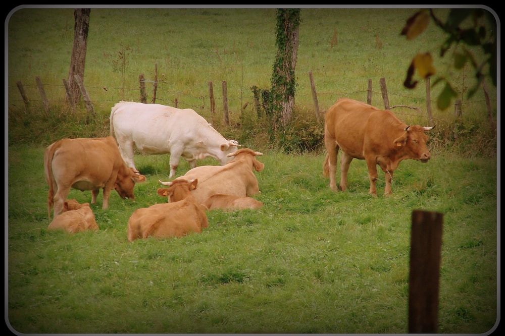Photo of Others in Villecomtal