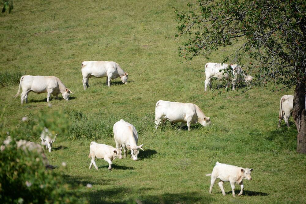 Photo of Outdoor in Dompierre-les-Ormes