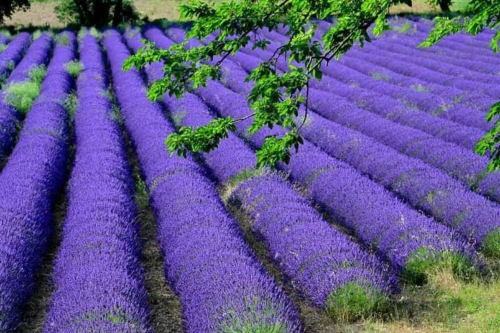 Photo of Outdoor in Chateauneuf-du-Rhone