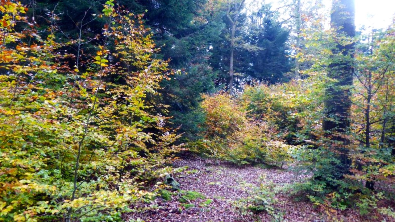 Photo of Outdoor in Pouxeux