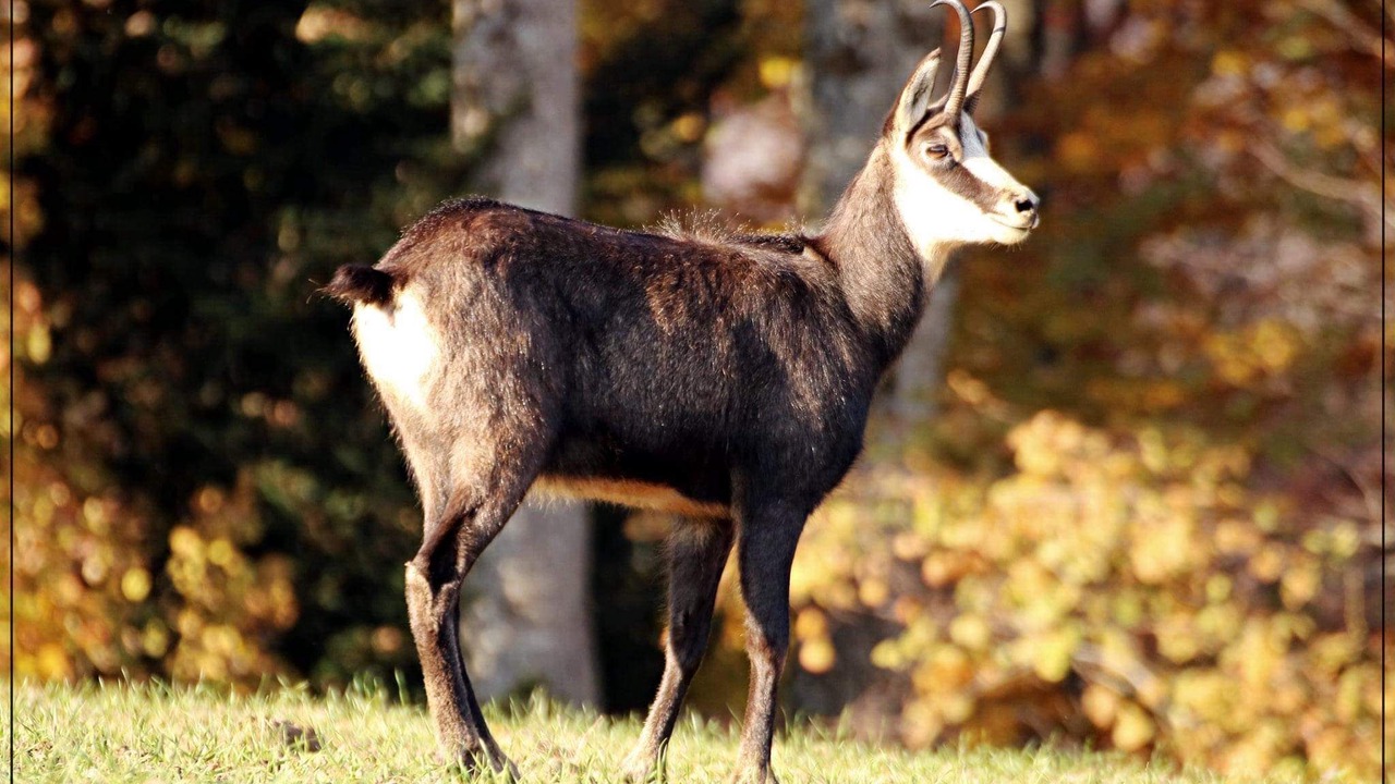 Photo of Others in Bois-d'Amont