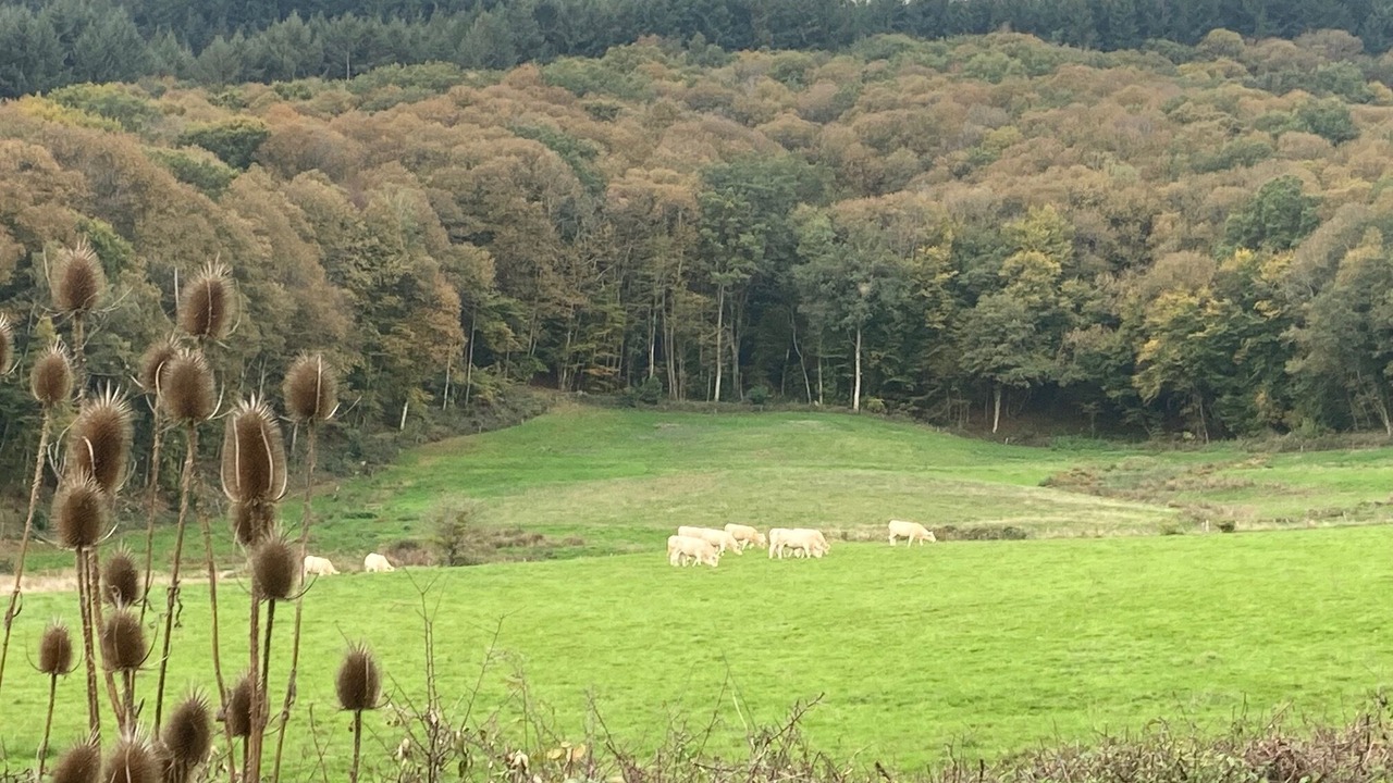 Photo of Others in Thil-sur-Arroux