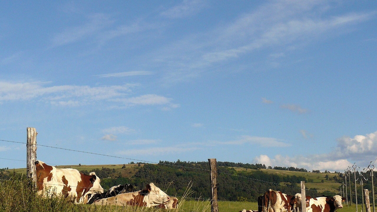 Photo of Others in Saint-Etienne-du-Vigan