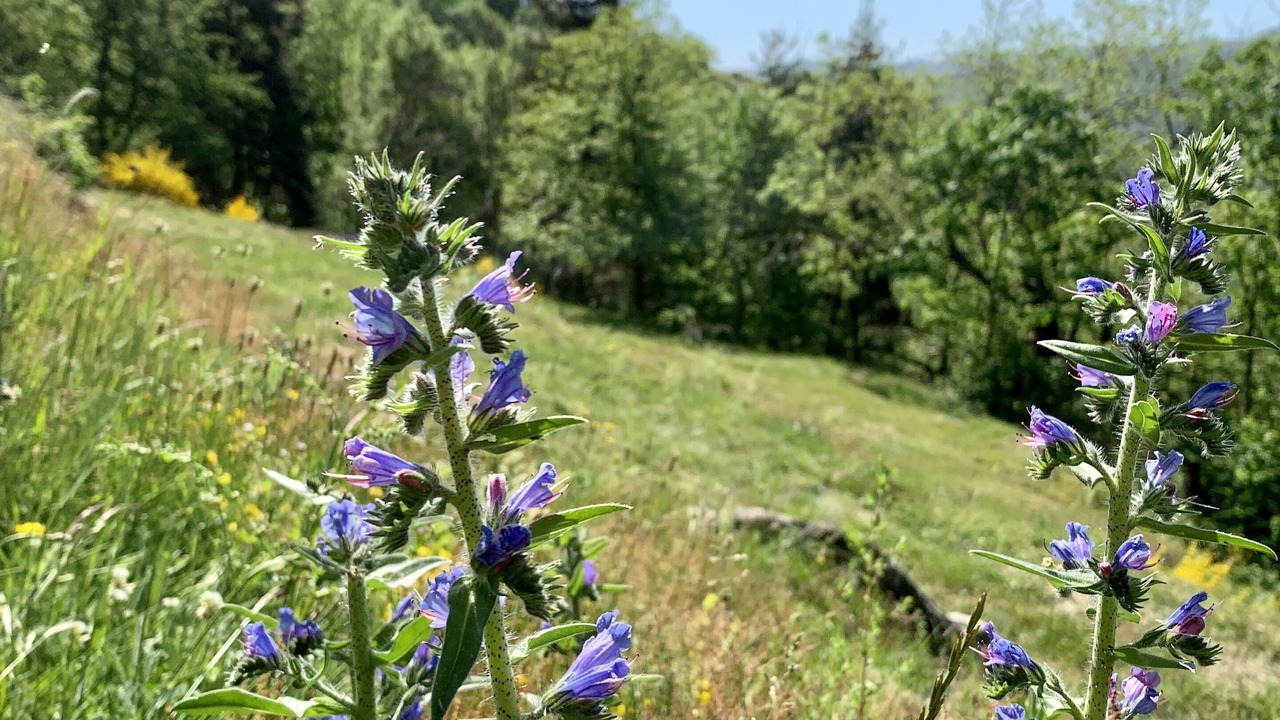 Photo of Outdoor in Saint-Jean-Roure