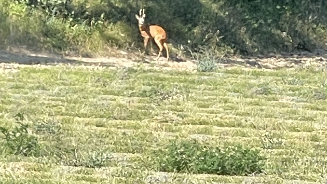 Photo of Outdoor in Piegros-la-Clastre