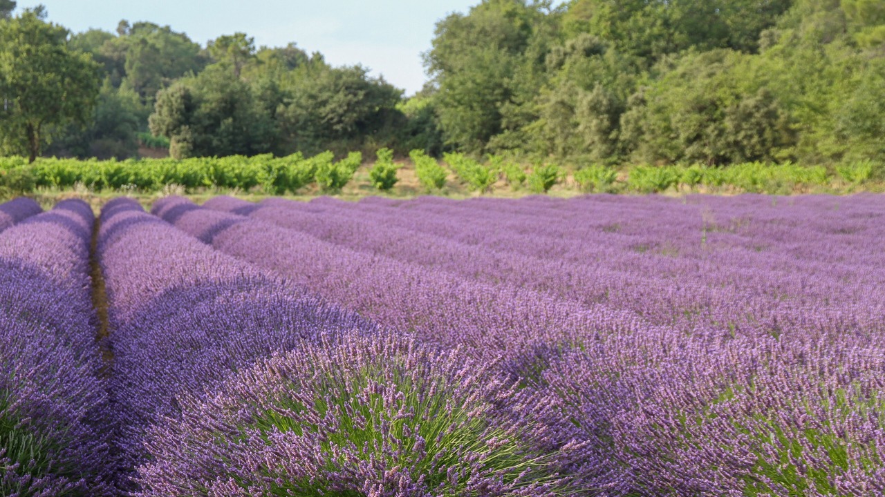 Photo of Outdoor in Taulignan