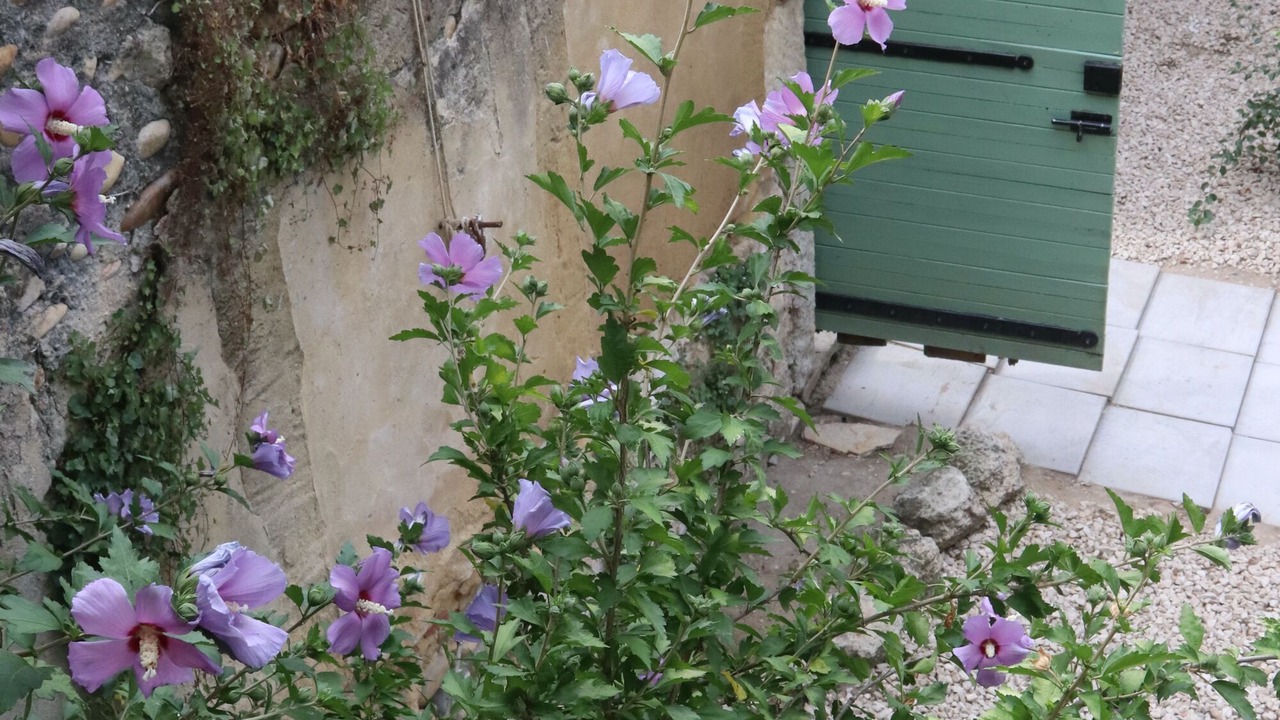 Photo of Outdoor in Saint-Paul-Trois-Chateaux