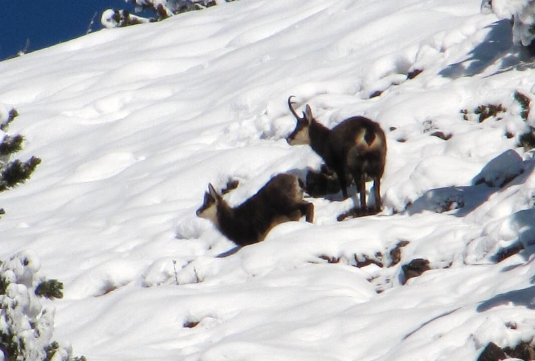 Photo of Others in Sollieres-Sardieres