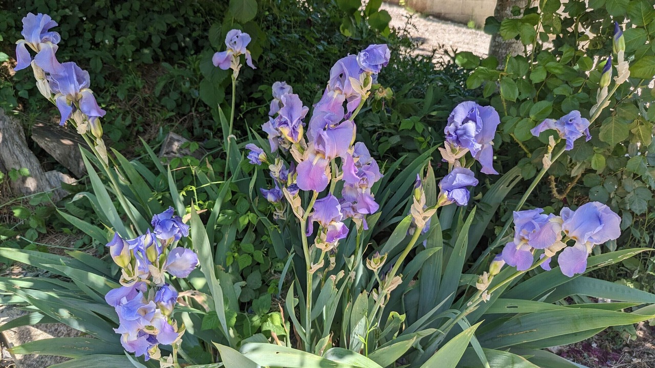 Photo of Outdoor in Forcey