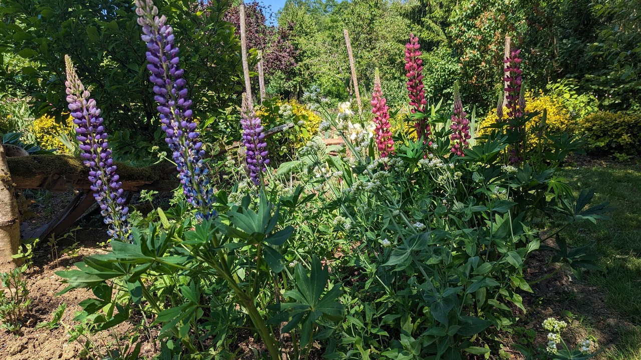 Photo of Outdoor in Forcey