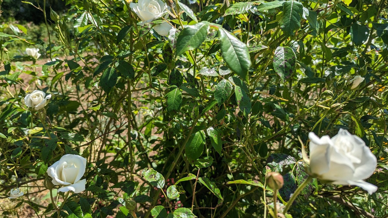 Photo of Outdoor in Forcey